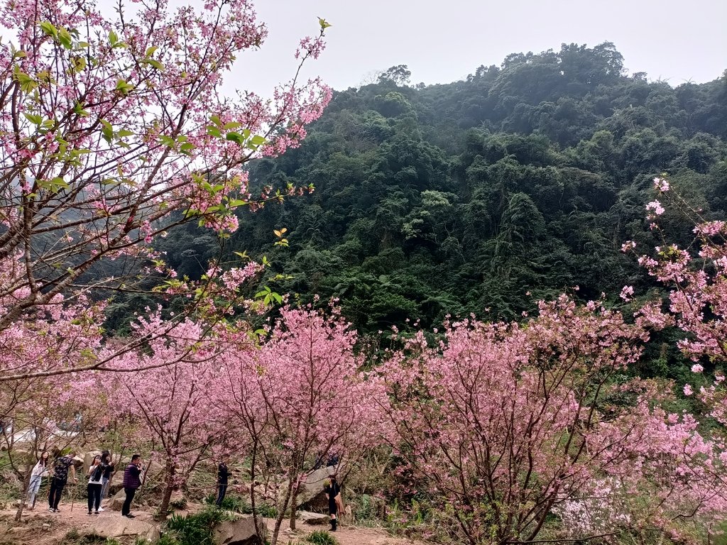 IMG20210226142945.jpg - 三峽  熊空  大熊櫻花林