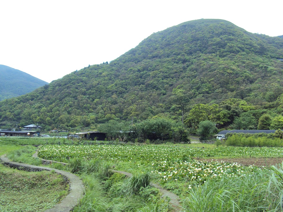 DSC05238.JPG - 竹子湖海芋步道