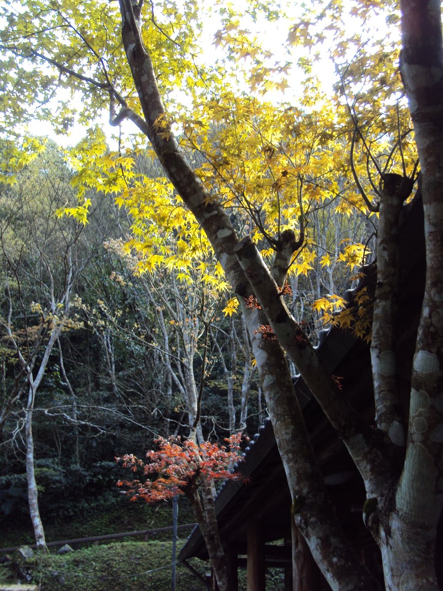 DSC04450.JPG - 三峽  滿月圓遊樂區