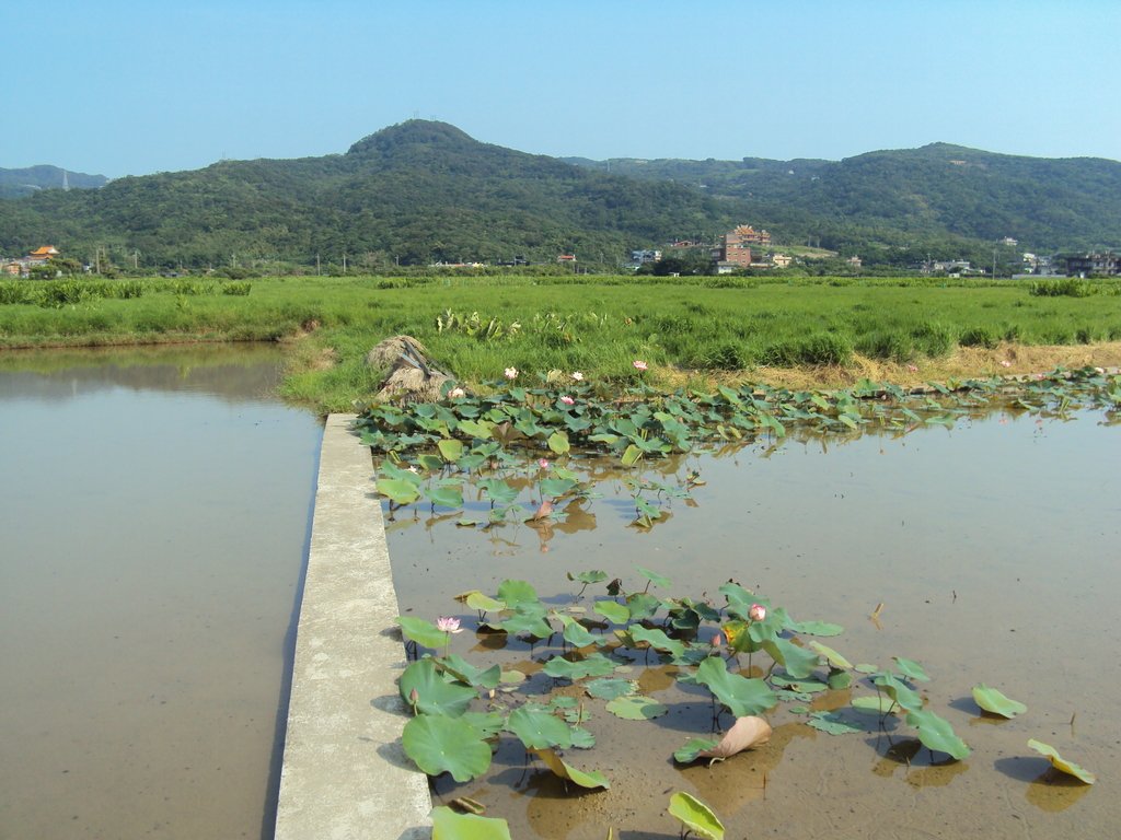 DSC08406.JPG - 金山  清水濕地  牡丹蓮園