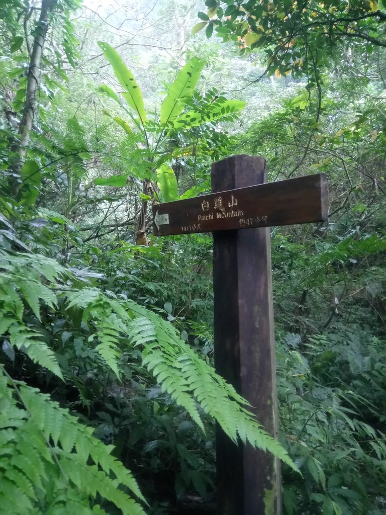 DSC_6237.JPG - 三峽  白雞山登山步道