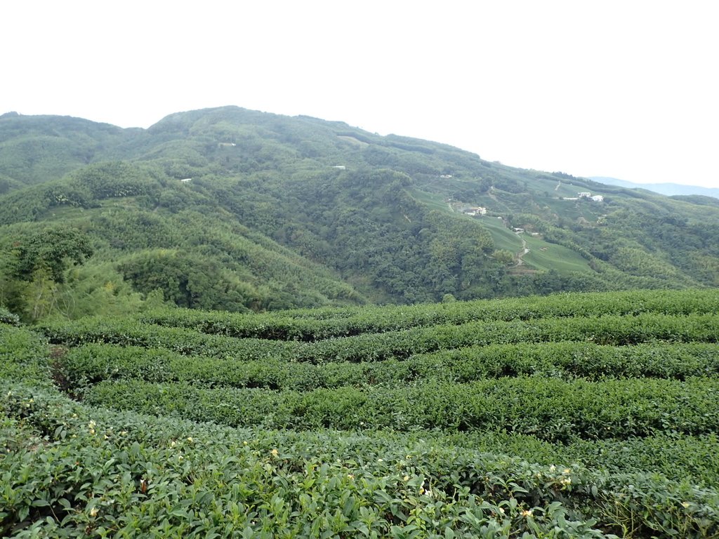 PA231759.JPG - 往三層坪途中之  茶園景致