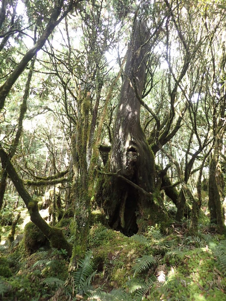 PB265398.JPG - 太平山  翠峰湖環山步道  02