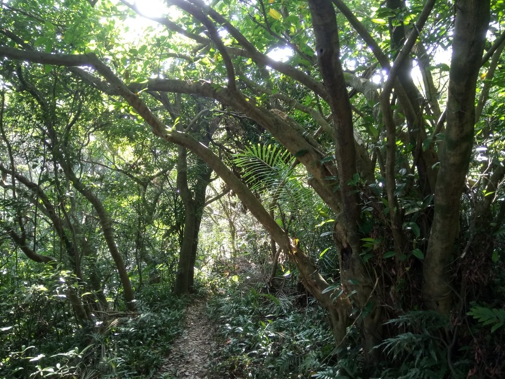 DSC_3063.JPG - 基隆  球子山(火號山)步道