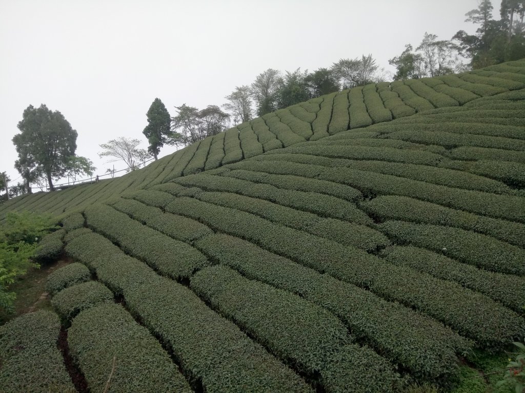 DSC_1502.JPG - 阿里山  頂石卓茶園之美