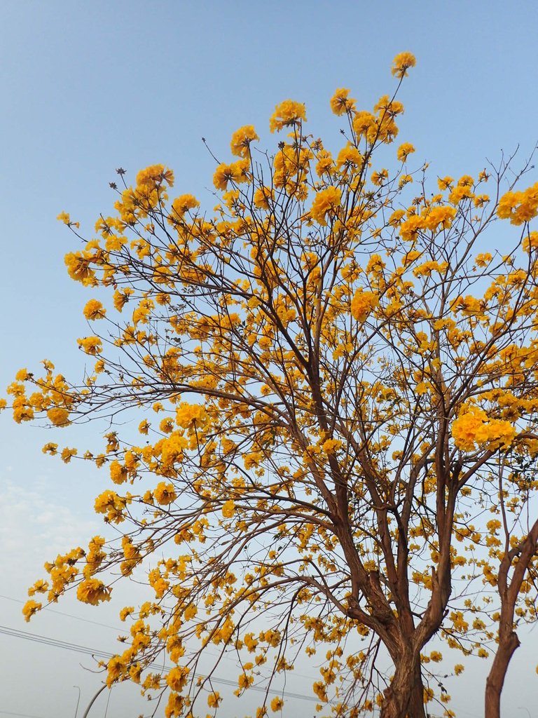 P3066272.JPG - 南投  貓羅溪畔  黃花風鈴木