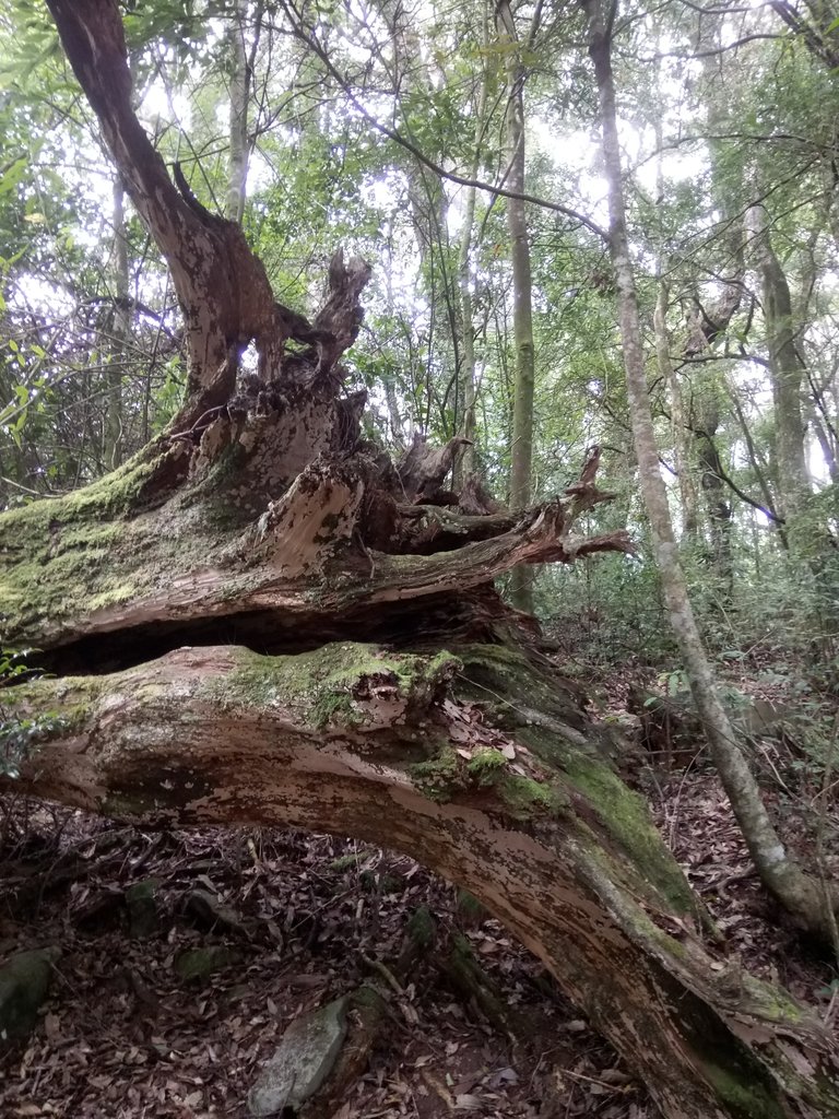 DSC_2682.JPG - 台中  和平  稍來山南峰