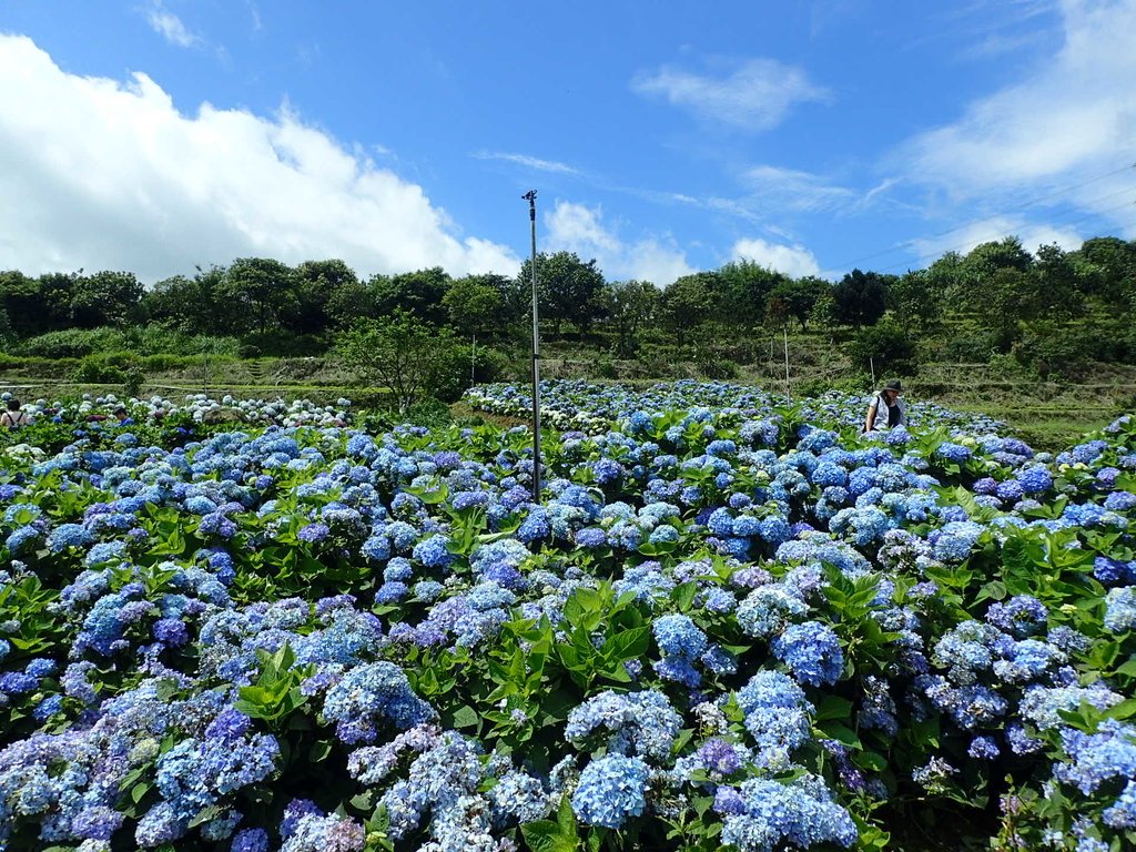 P5303941.JPG - 萬里  高家繡球花田