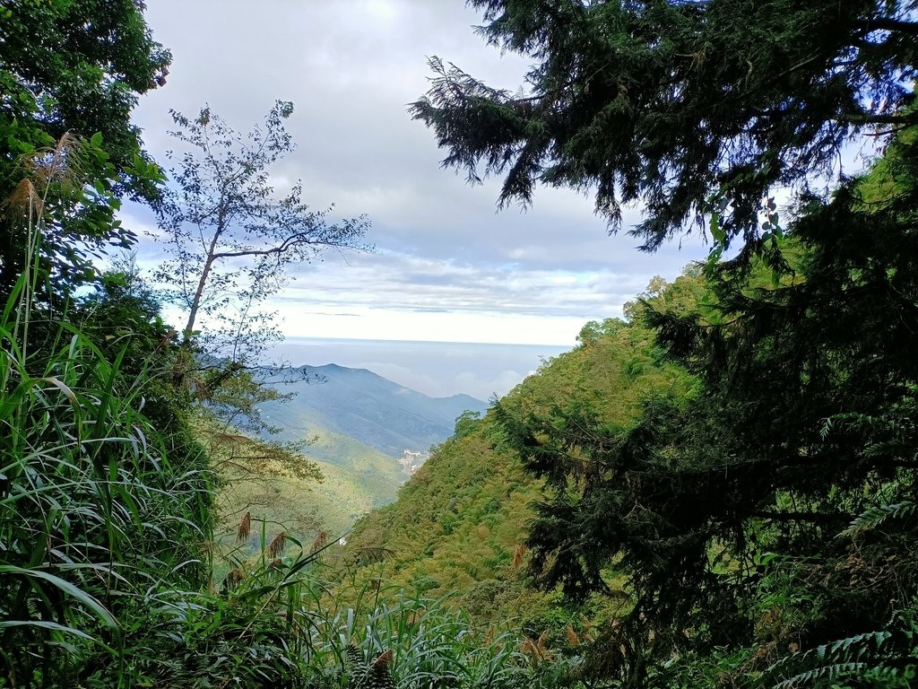 IMG20201205082427.jpg - 鹿谷  溪頭  南鳳凰山