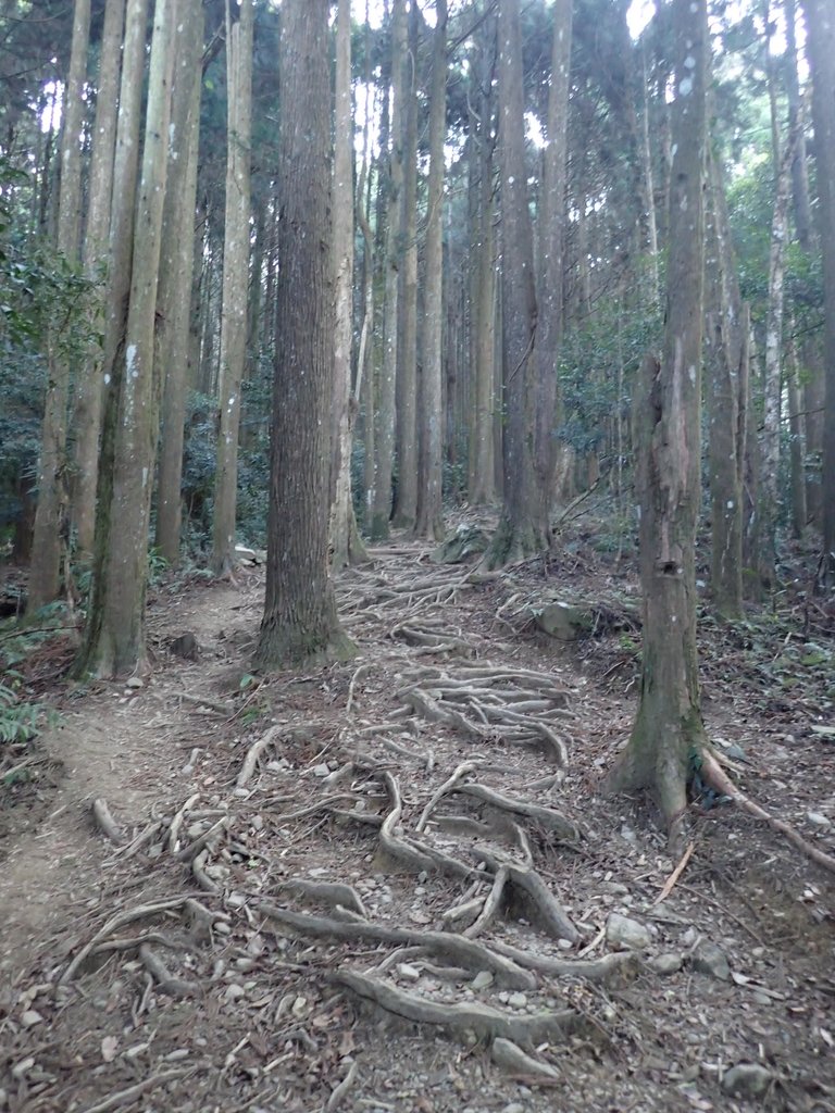 P2034719.JPG - 南庄  大坪林道  杜鵑嶺