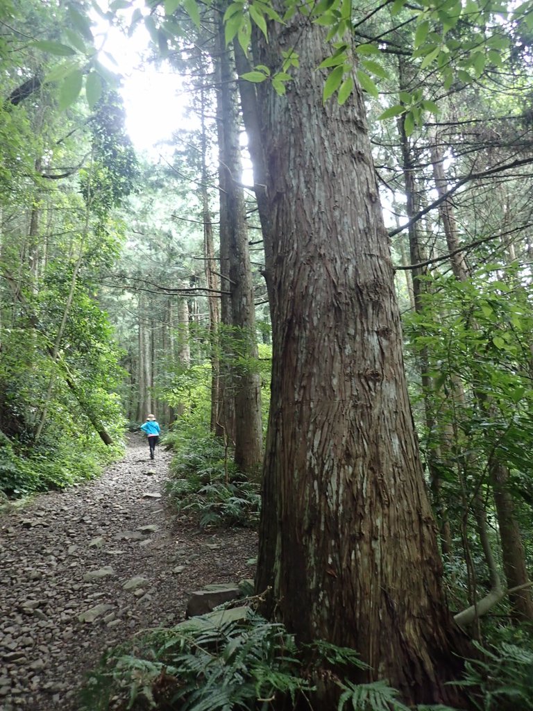 P7235798.JPG - 台中和平  長壽山登山步道  (下)