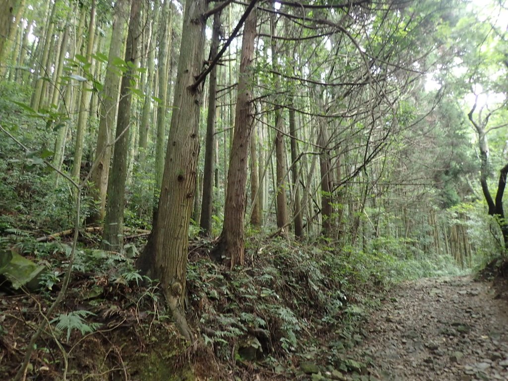 P7235792.JPG - 台中和平  長壽山登山步道  (下)