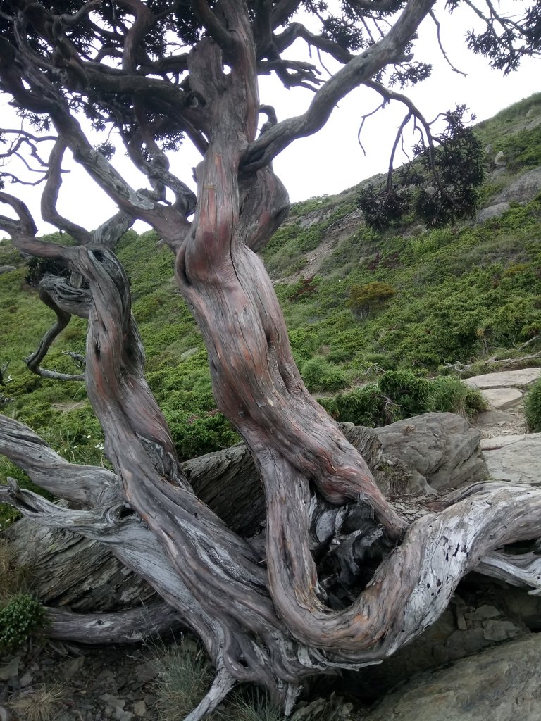 DSC_5442.JPG - 合歡山  北峰之美  (下)