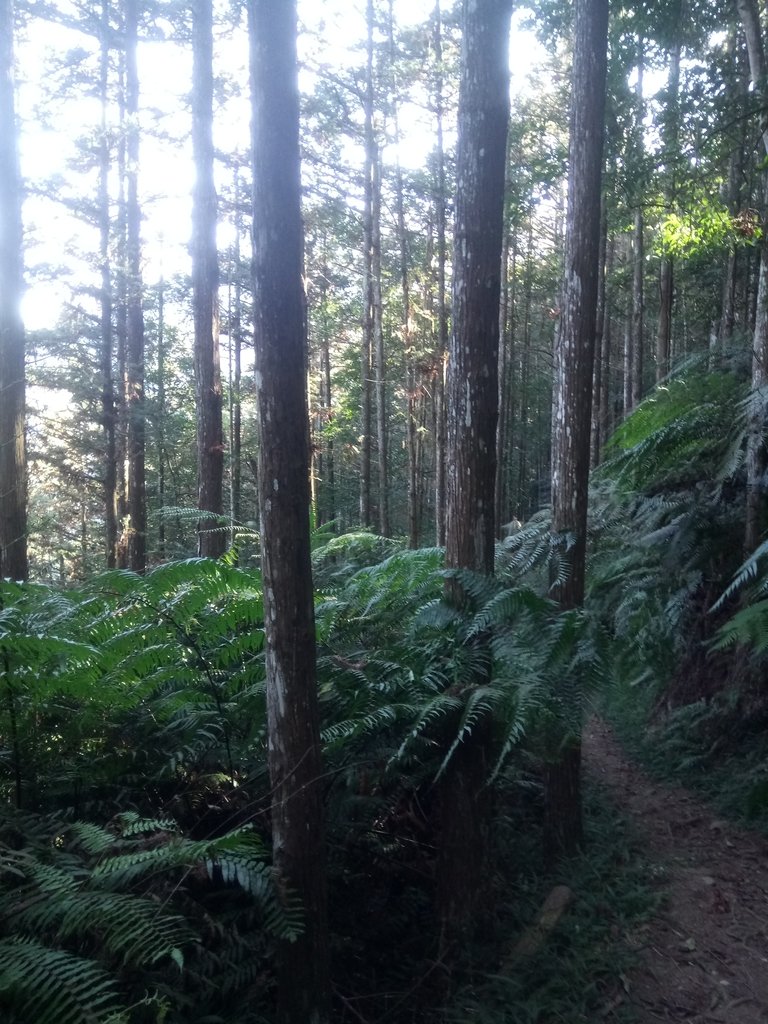 DSC_1670.JPG - 仁愛  惠蓀林場  湯公碑步道