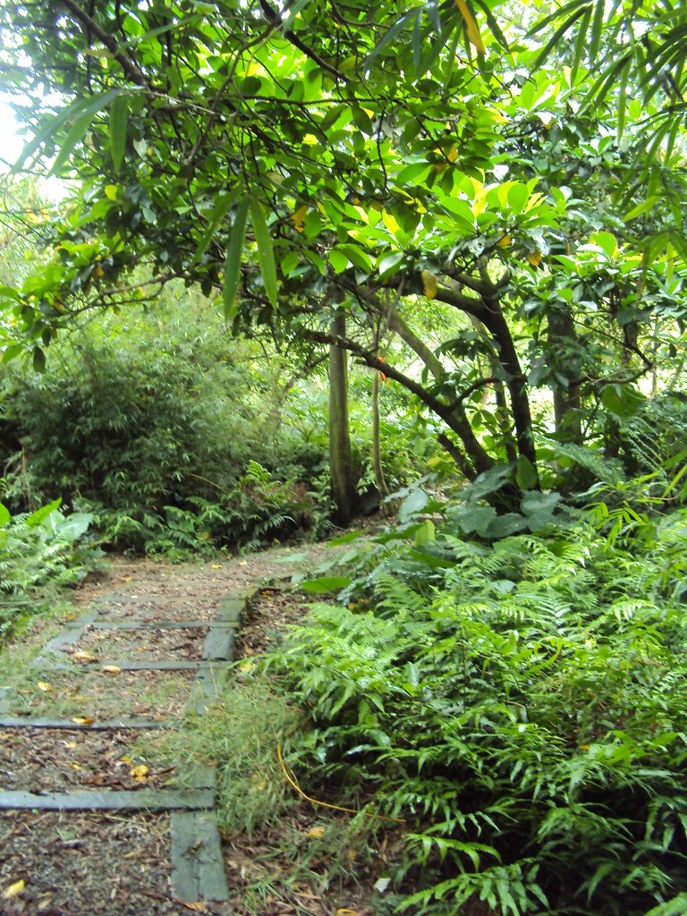 DSC07605.JPG - 瑞芳  粗坑口登山步道