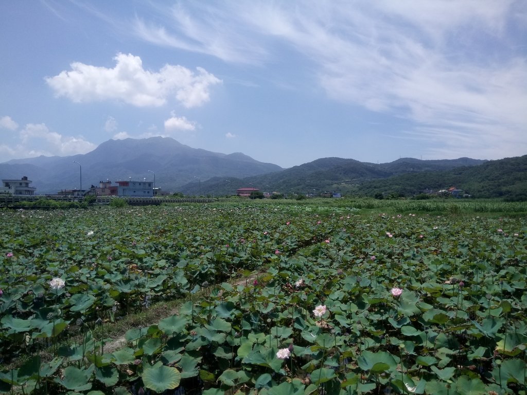 DSC_5100.JPG - 金山  清水濕地  牡丹蓮園