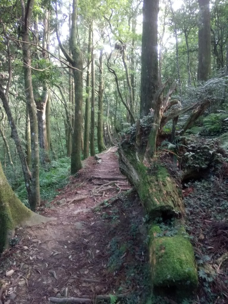 DSC_8975.JPG - 復興  東眼山森林步道