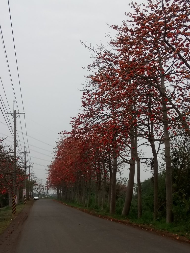 DSC_8255.JPG - 埤頭  東螺溪  木棉花