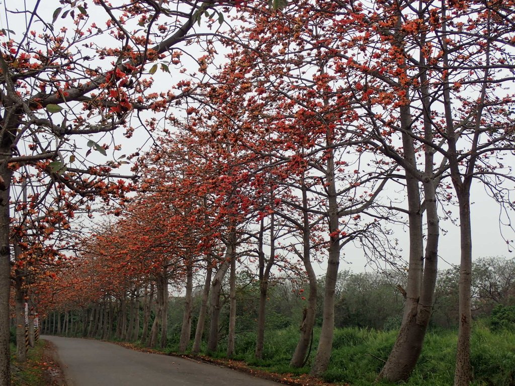 P3066406.JPG - 埤頭  東螺溪  木棉花