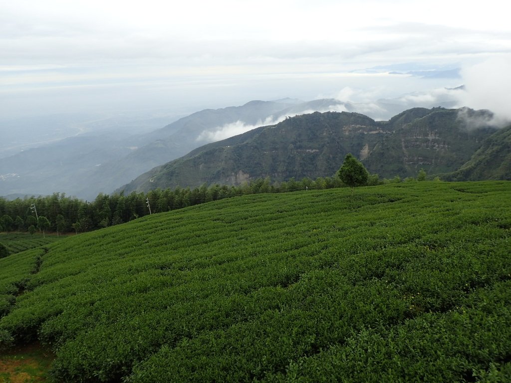 PA231822.JPG - 古坑  雲嶺之丘