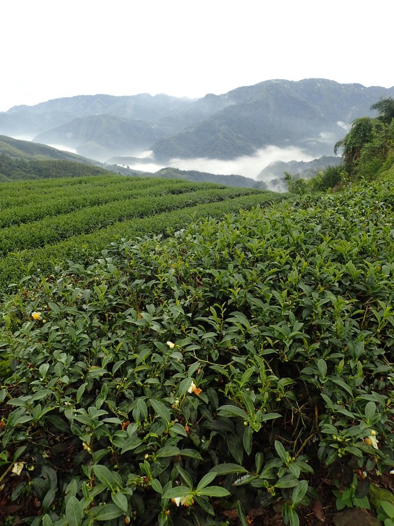 PA231765.JPG - 往三層坪途中之  茶園景致