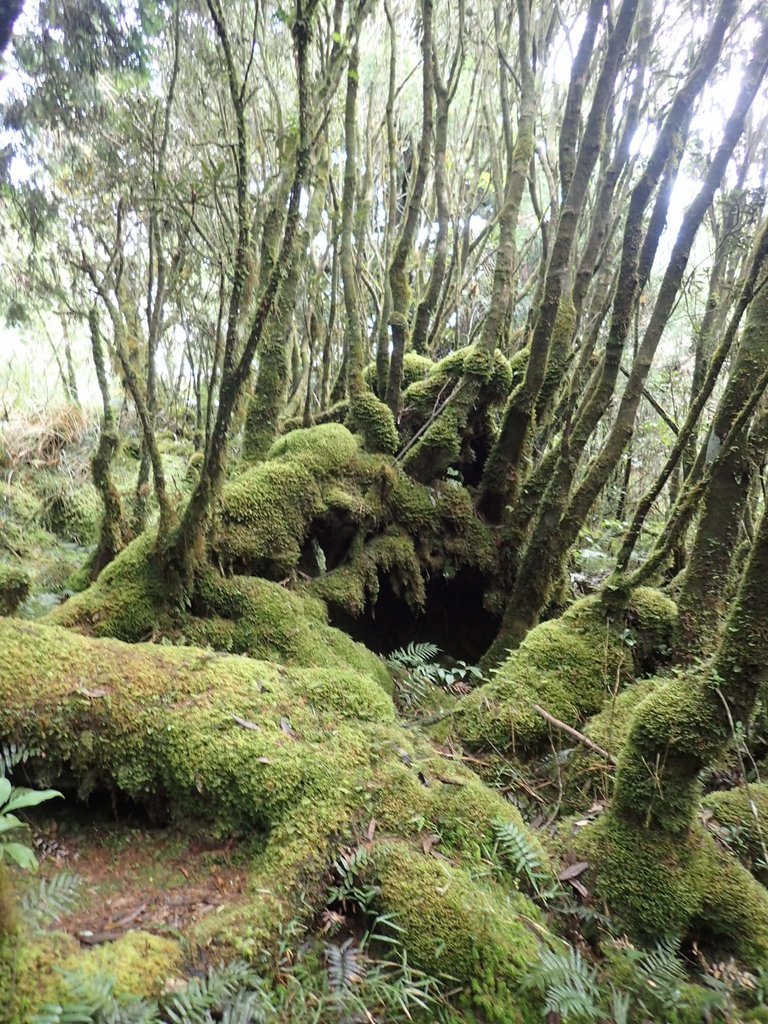 PB265405.JPG - 太平山  翠峰湖環山步道  02