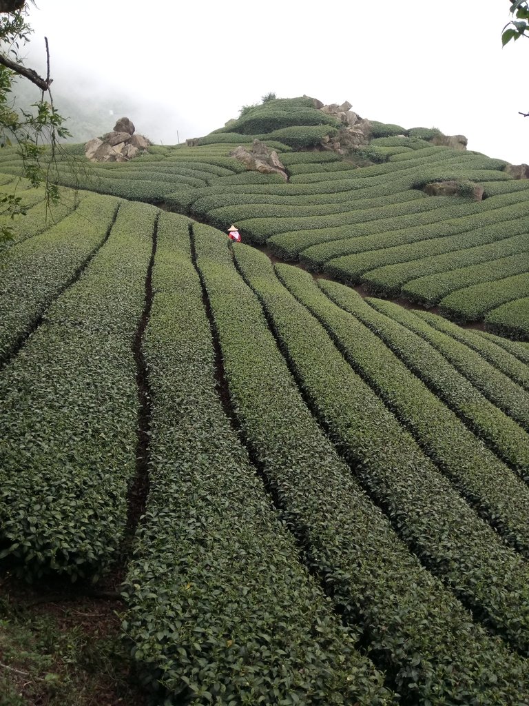 DSC_1437.JPG - 阿里山  隙頂茶園之美