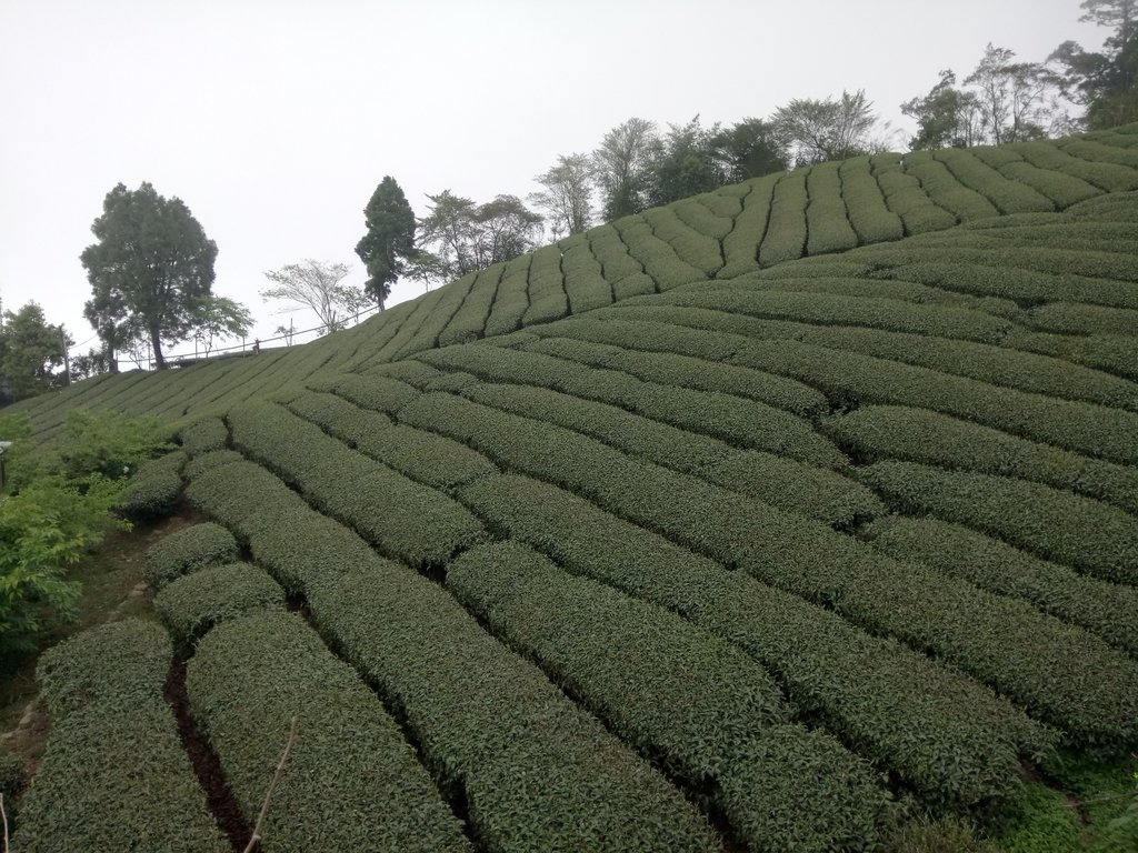 DSC_1503.JPG - 阿里山  頂石卓茶園之美