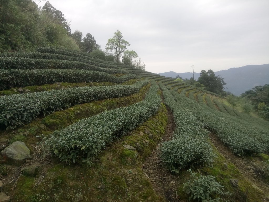 DSC_7199.JPG - 坪林  大湖尾茶園風光