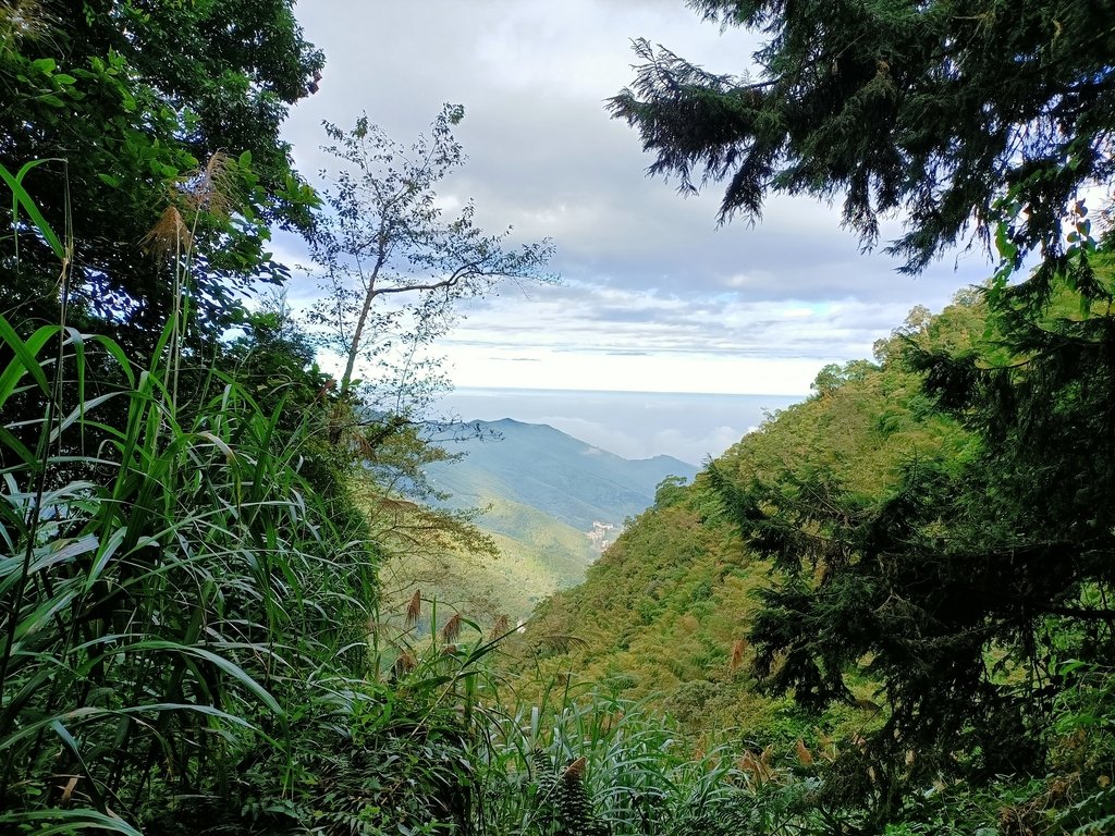 IMG20201205082429.jpg - 鹿谷  溪頭  南鳳凰山