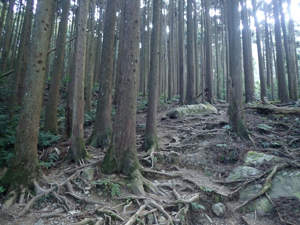 P2034721.JPG - 南庄  大坪林道  杜鵑嶺