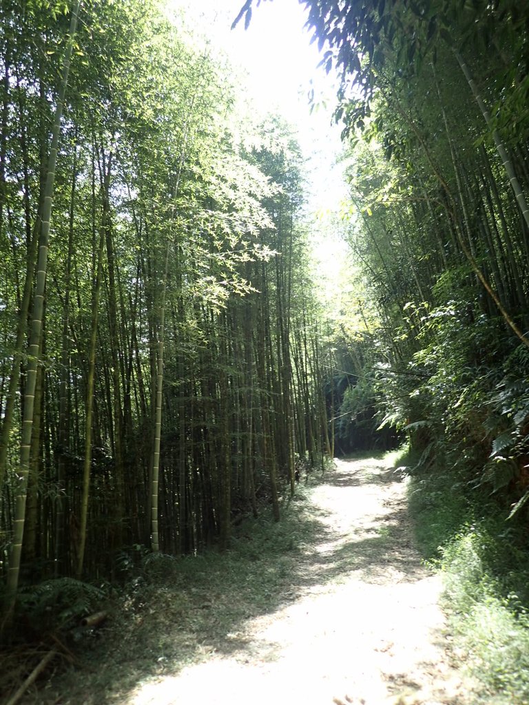 PA040413.JPG - 魚池  大尖山登山步道