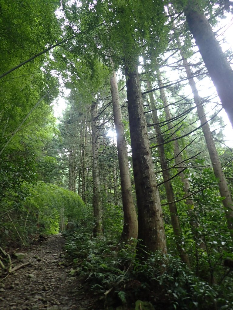 P7235797.JPG - 台中和平  長壽山登山步道  (下)