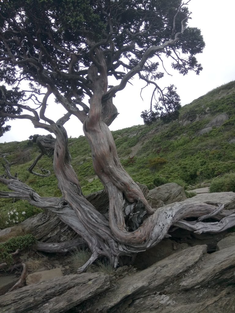 DSC_5443.JPG - 合歡山  北峰之美  (下)