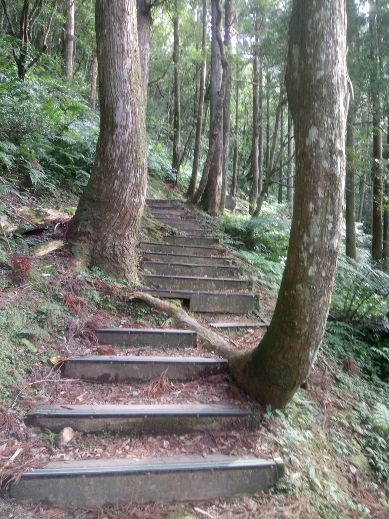 DSC_8976.JPG - 復興  東眼山森林步道