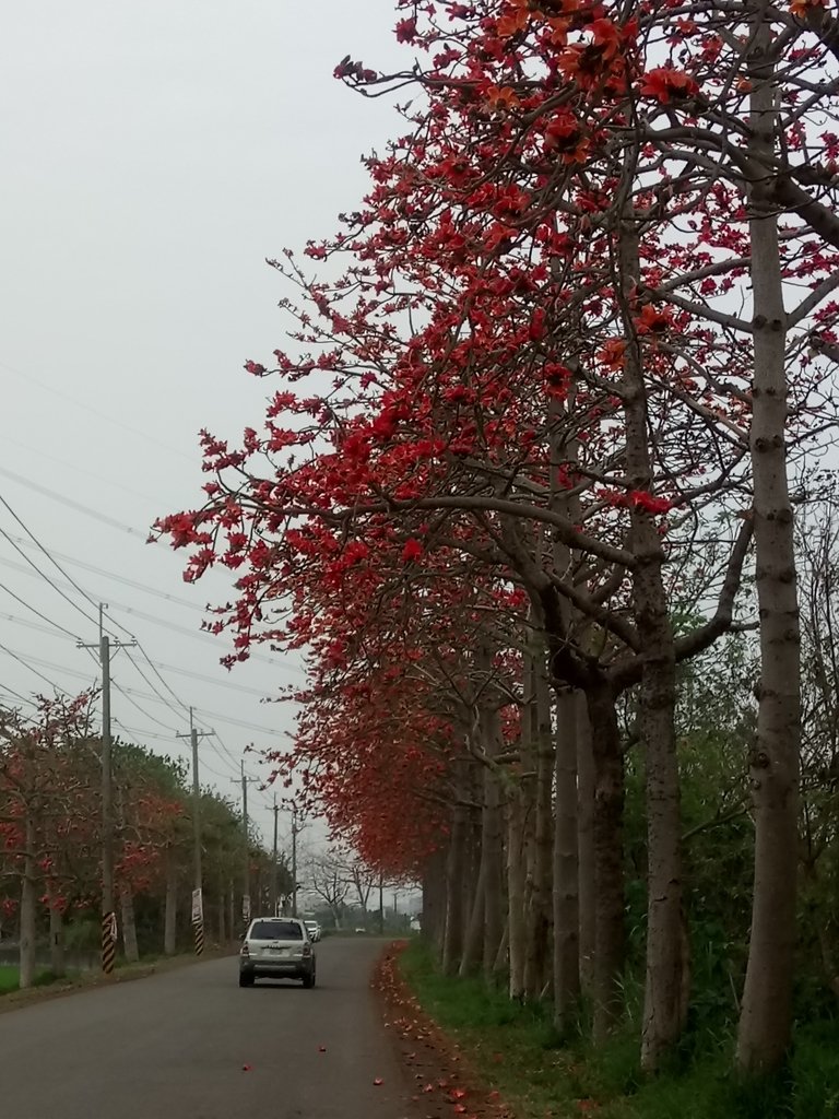 DSC_8260.JPG - 埤頭  東螺溪  木棉花