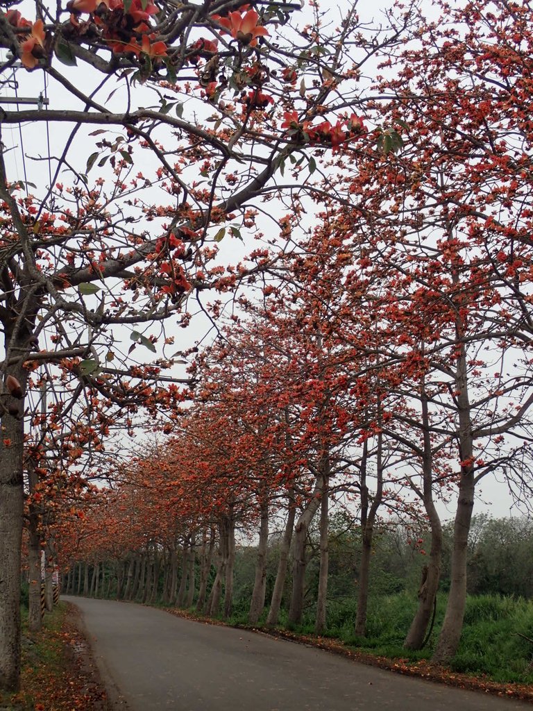 P3066407.JPG - 埤頭  東螺溪  木棉花