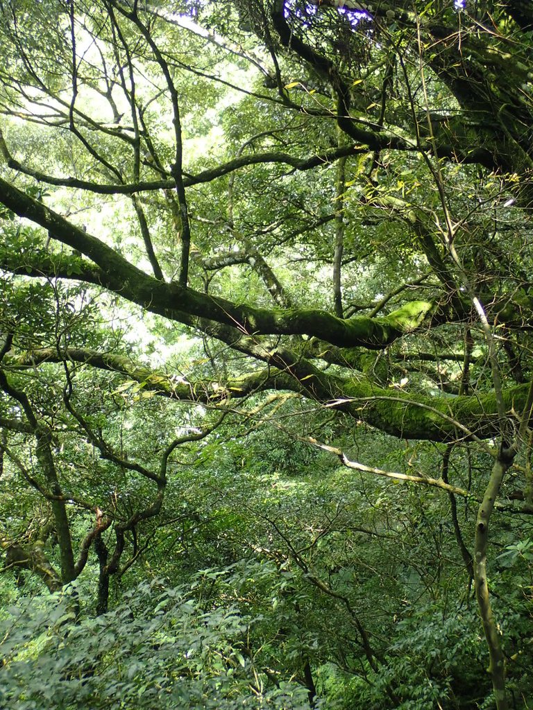 PB247176.JPG - 北投  中正山登山步道  02