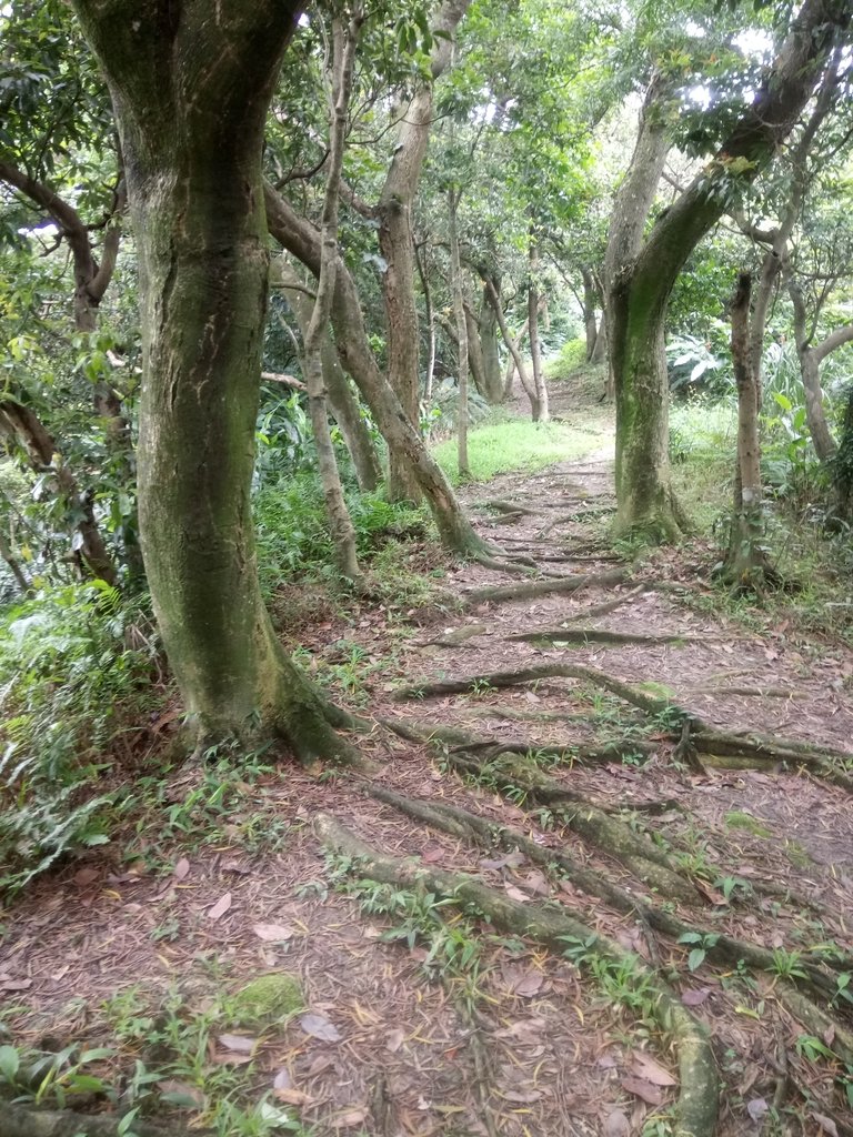 DSC_9318.JPG - 基隆  五坑山  總督嶺步道