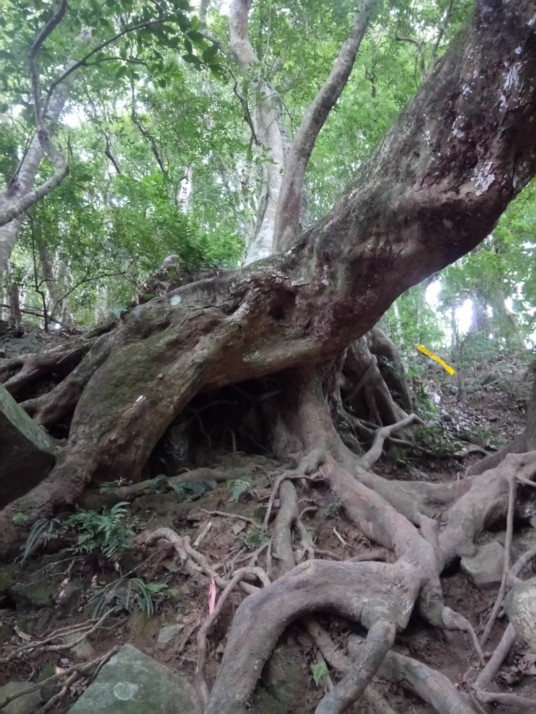 DSC_9504.JPG - 苗栗  泰安  虎山行