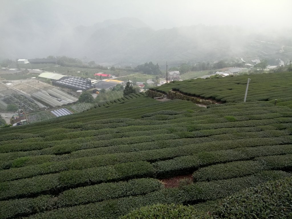 DSC_1439.JPG - 阿里山  隙頂茶園之美