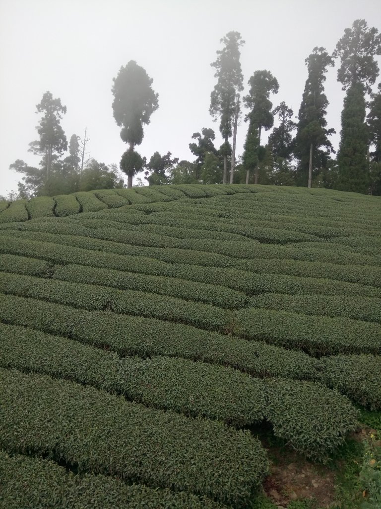 DSC_1505.JPG - 阿里山  頂石卓茶園之美