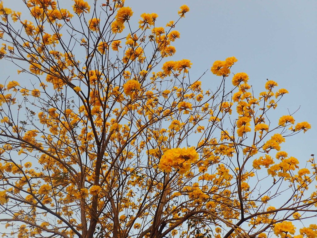 P3066275.JPG - 南投  貓羅溪畔  黃花風鈴木