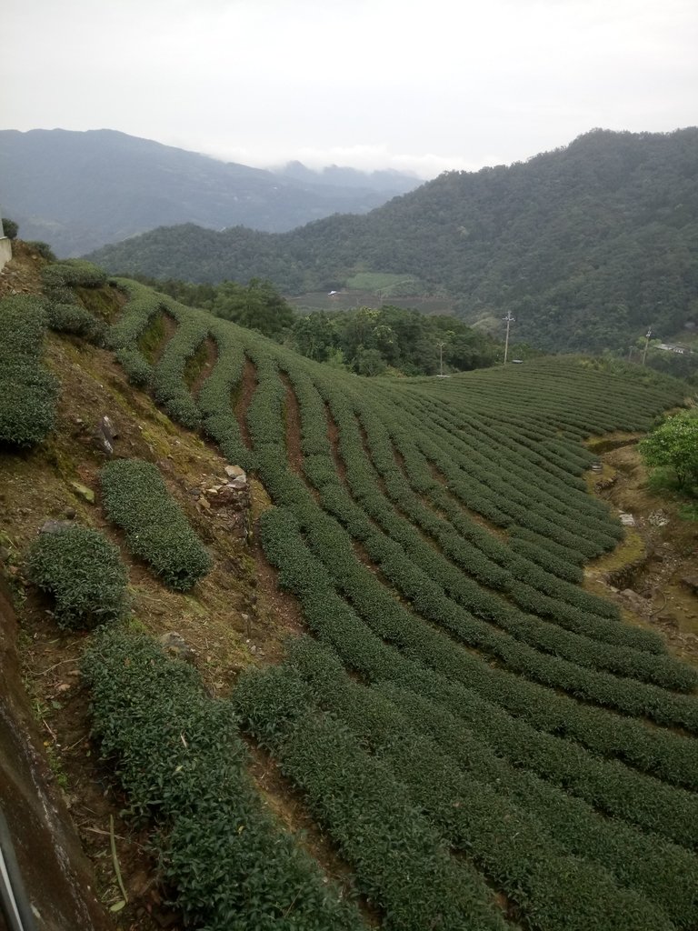 DSC_7206.JPG - 坪林  大湖尾茶園風光