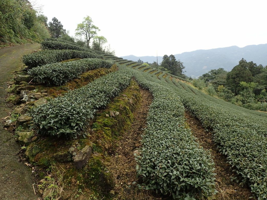 P3170432.JPG - 坪林  大湖尾茶園風光