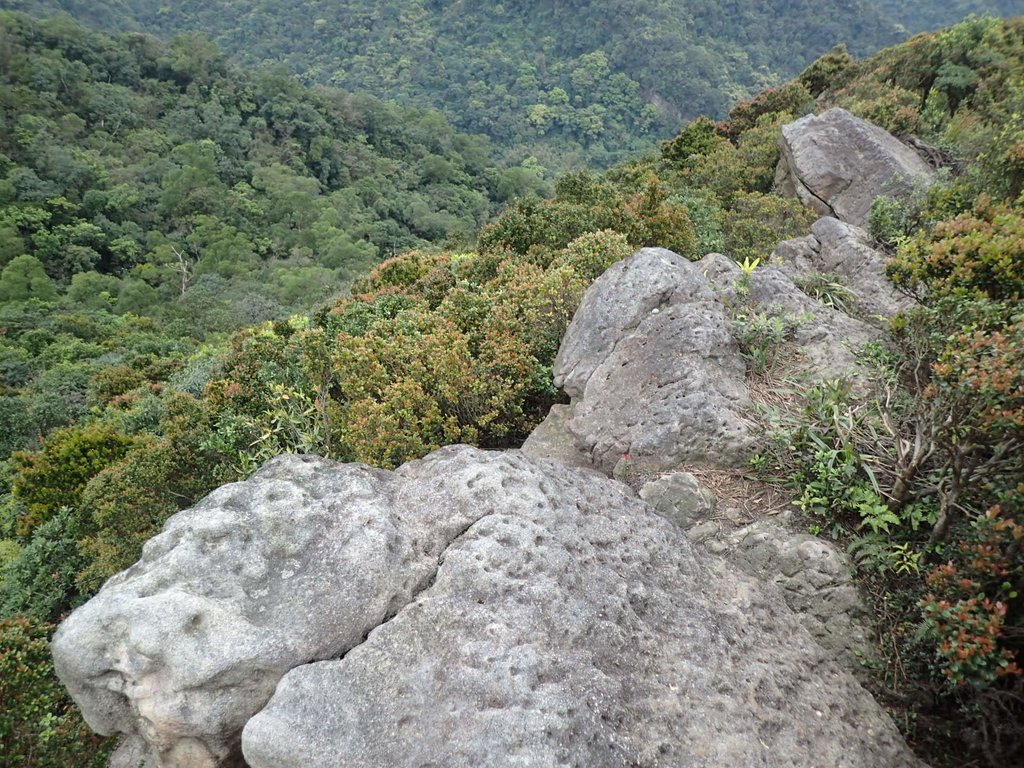 P3160136.JPG - 汐止  金面山(金明山)  稜線步道