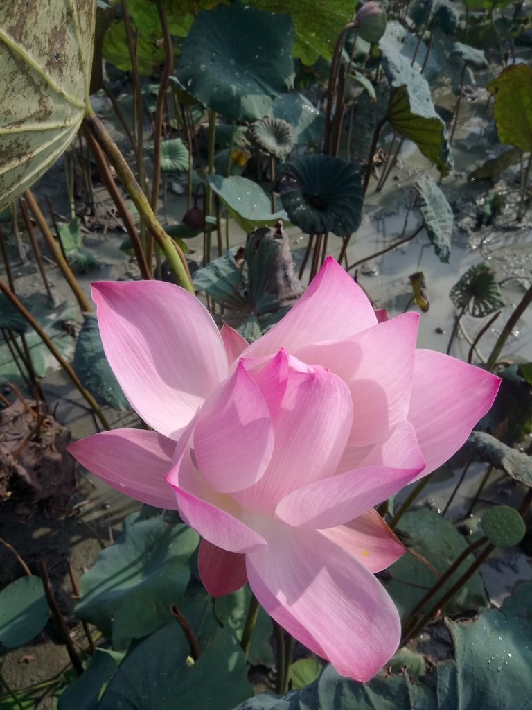 DSC_7424.JPG - 中埔  義仁村  蓮花池畔