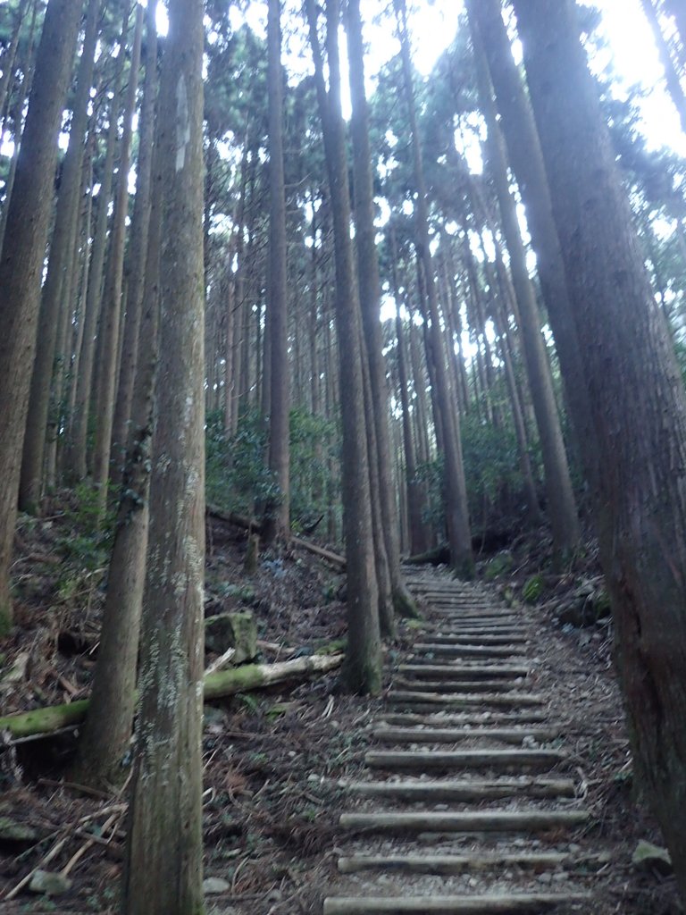 P2034722.JPG - 南庄  大坪林道  杜鵑嶺