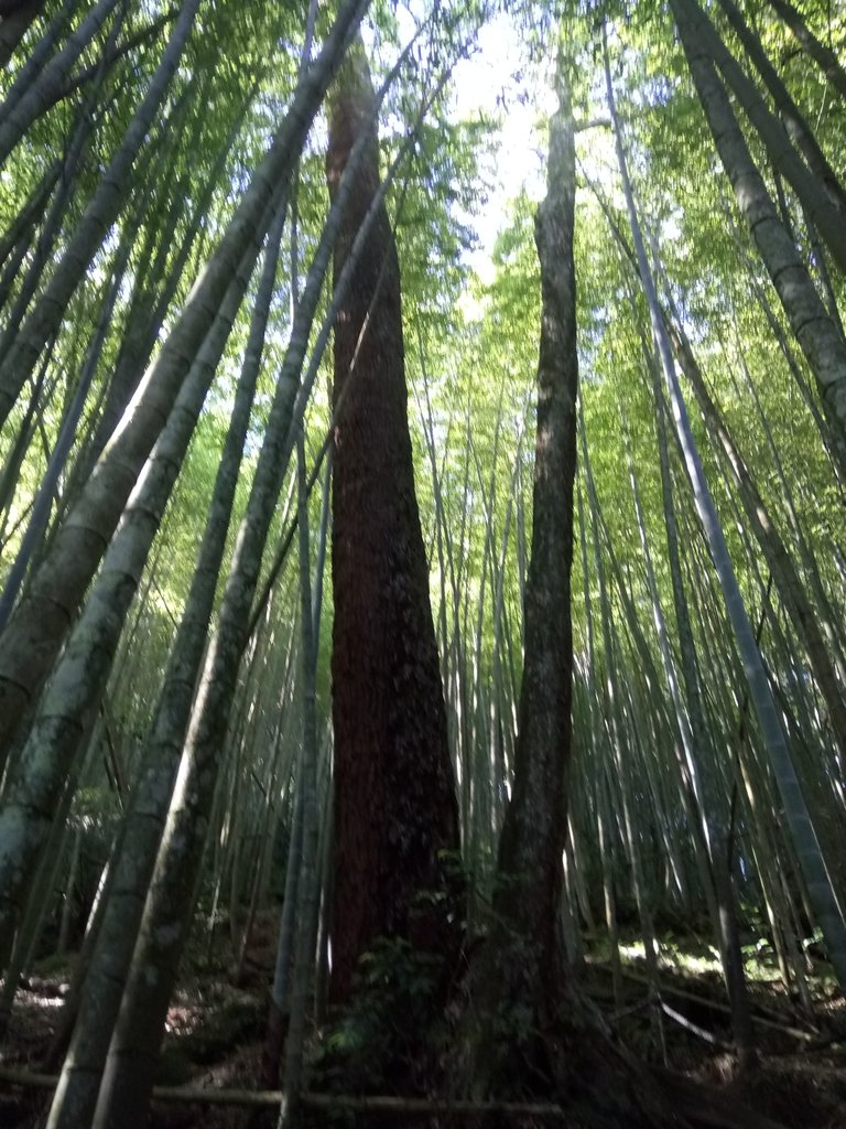 DSC_3760.JPG - 魚池  水社大山