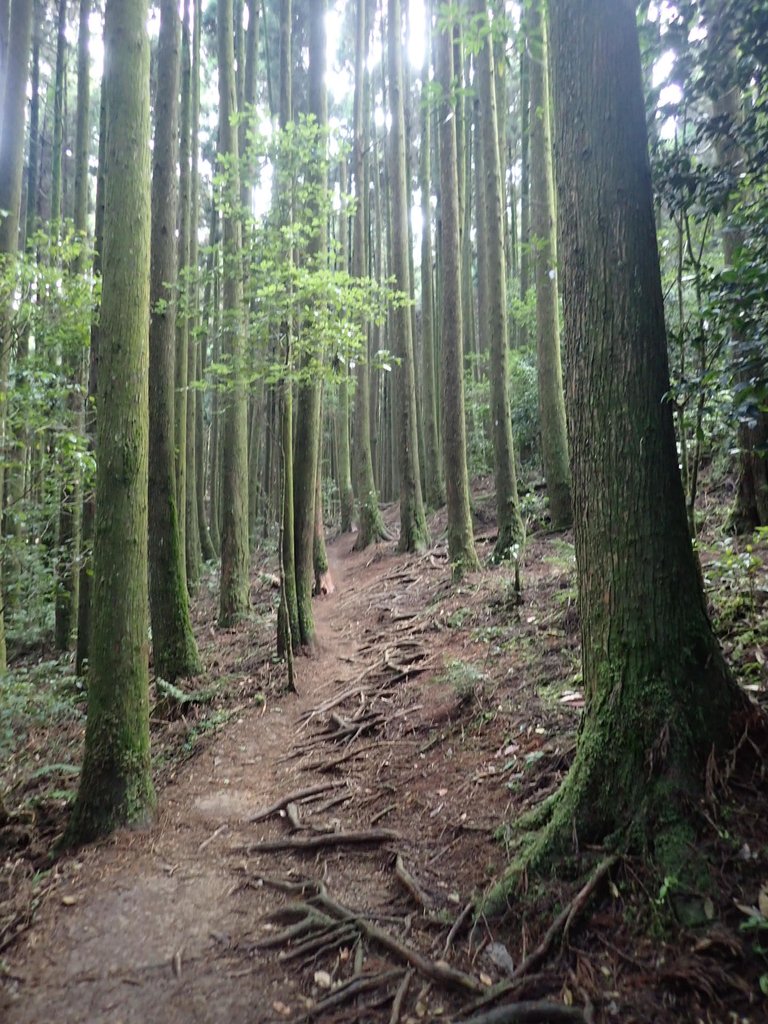 P7235873.JPG - 台中和平  長壽山登山步道  (下)